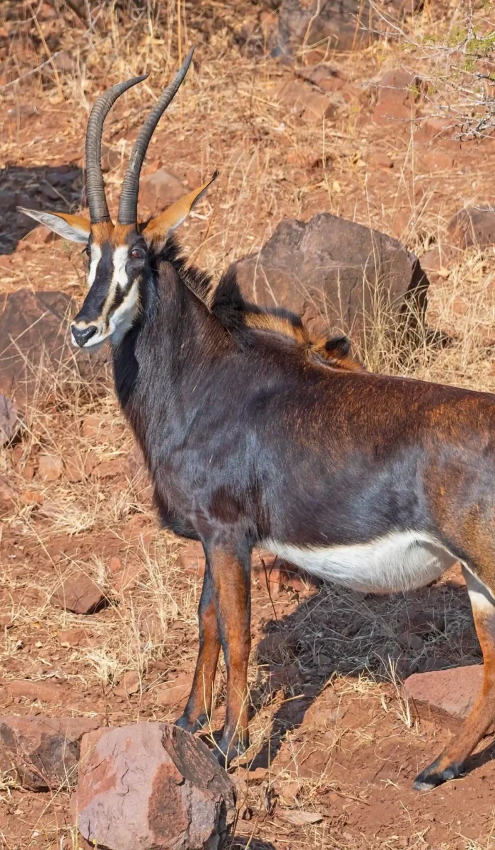 sable-antelope