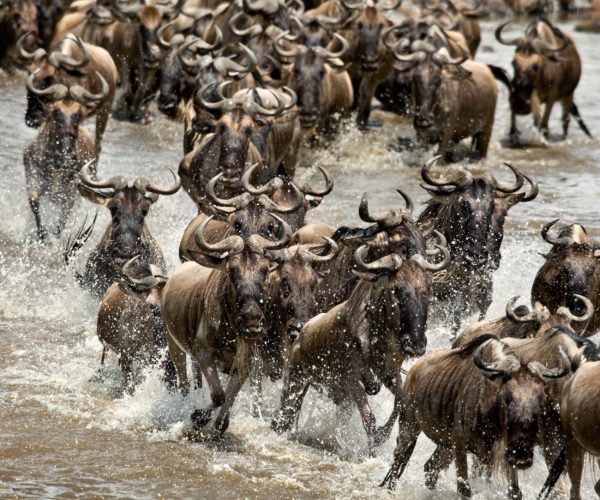 wildebeest-crossing-river-mara-serengeti-nationa-2026-01-05-04-42-31-utc (1)